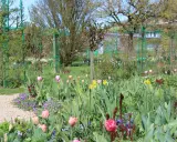 Un jardin printanier fleuri, idéal pour savoir quoi planter en avril. Tulipes roses et jaunes, jonquilles et petites fleurs violettes s'épanouissent.