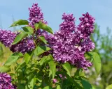 Grappes de lilas violettes épanouies sous un ciel bleu. Le printemps est idéal pour savoir quand planter un lilas.