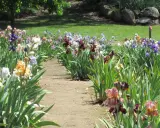 Un chemin serpente à travers un jardin d'iris multicolores. Quand planter les iris ? Idéalement en fin d'été pour une floraison printanière.