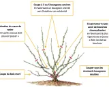 Guide pour savoir quand tailler les rosiers : aérer le cœur, couper le bois mort, éviter les branches qui se touchent, et choisir les bons bourgeons.