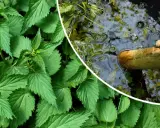 Orties vertes luxuriantes à gauche, et à droite, un bâton en bois flotte dans un liquide trouble, signe que le purin d'ortie dangereux est en préparation.