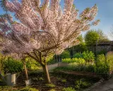 Un magnifique cerisier en fleurs illumine un jardin printanier. Une arrosoir et une pelle sont prêts pour le jardinage.