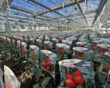 Des rangées de plants de tomates greffés dans une serre, prêts à être vendus.