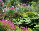 Un jardin luxuriant avec des fleurs à planter en ce moment : asters roses, digitales pourpres, fougères et grandes feuilles vertes.