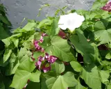 Liseron blanc et rose envahissant. Comment se débarrasser du liseron ? Il faut agir vite avant qu'il ne prenne toute la place.