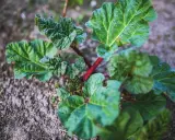 Jeune plant de rhubarbe aux feuilles vertes et nervurées, tiges rouges. Un purin de rhubarbe prêt à être utilisé pour le jardin.
