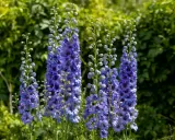 Plusieurs hampes de fleurs bleues et violettes, des pieds d'alouette, se dressent fièrement sur fond de verdure luxuriante.