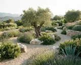 Un jardin méditerranéen avec un olivier centenaire, des lavandes, des agaves et des rochers. Les différents sedum apportent une touche de couleur et de texture.