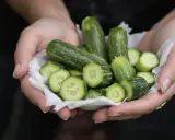 Mains tenant une coupe de petites courgettes entières et tranchées, prêtes à pincer les courgettes pour une salade fraîche.