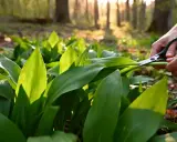 Mains coupant des feuilles d'ail des ours dans une forêt ensoleillée, pour conserver cette herbe sauvage.