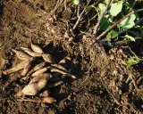 Racines de poire de terre fraîchement récoltées, encore couvertes de terre, avec des tiges vertes et des feuilles.