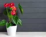 Un magnifique arum rouge égaie la maison, ses fleurs éclatantes contrastant avec le fond sombre en bois.