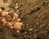 Main d'une personne tenant des pommes de terre germées, prêtes à être plantées. La question est : a quelle profondeur planter les pommes de terre pour une bonne récolte.