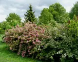 Un jardin luxuriant avec un arbuste rose et blanc, idéal pour savoir avec quoi associer oranger du mexique. Des arbres verts et un ciel nuageux complètent le paysage.
