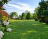 Magnifique pelouse verte, idéale pour savoir quand semer gazon. Des rhododendrons en fleurs au premier plan, un manoir en arrière-plan.