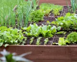 Un carré potager bien organisé, idéal pour fabriquer son propre potager. On y voit des oignons, des épinards, des radis et du persil.