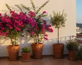 Magnifique idee jardiniere terrasse : bougainvilliers roses éclatants, olivier élégant et lavande parfumée dans des pots en terre cuite.