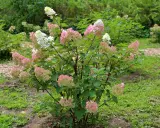Un hydrangea paniculata aux grappes de fleurs blanches et roses, en pleine floraison. Sa taille est parfaite pour un jardin.