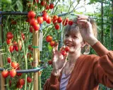 Une femme souriante cueille des tomates cerises sur un plant bien garni.