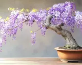Glycine en pot aux grappes de fleurs violettes tombantes, sur un fond gris.