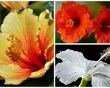 Trois hibiscus aux couleurs vives : jaune orangé, rouge et blanc. Idéal pour savoir quand tailler hibiscus.