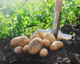 Un tas de pommes de terre fraîchement récoltées sur un sol sombre, avec une pelle à proximité. Un schéma de plantation de pommes de terre en cours.