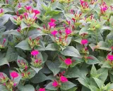Plante vivace aux fleurs roses éclatantes, elle fleurit de mai à octobre, offrant un spectacle coloré.