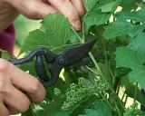 Main d'un jardinier utilisant des sécateurs pour tailler une jeune vigne de raisin de table, retirant des pousses superflues pour favoriser la croissance des futurs fruits.