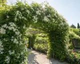 Un tunnel végétal luxuriant, orné de jasmin étoilé, crée un brise-vue naturel. Le soleil filtre à travers les fleurs blanches, illuminant un chemin pavé.