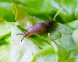 Un limace sur une feuille de salade verte. Une image qui rappelle l'importance d'un **anti limace naturel** pour protéger vos cultures.