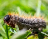 Chenille poilue sur l'herbe. Apprenez comment tuer les chenilles processionnaires pour protéger vos arbres.