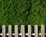 Une clôture en bois remplace une haie de thuyas, offrant une nouvelle délimitation visuelle.