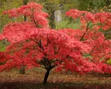 Un magnifique érable du Japon aux feuilles rouge vif, baignant dans la lumière automnale.