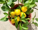Un citronnier en pot, prêt à tailler, porte plusieurs citrons jaunes mûrs et des feuilles vertes luxuriantes.