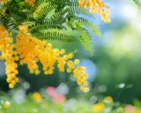 Des grappes de fleurs de mimosa jaune vif pendent sur des branches vertes. L'idée de planter un mimosa pour égayer le jardin.