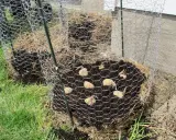 Une tour à pomme de terre en construction, avec des tubercules plantés dans la terre et entourés de paille, protégée par un grillage.