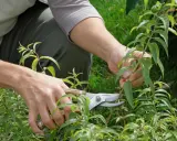 Mains coupant des tiges de verveine citronnelle avec des sécateurs pour une taille d'entretien.