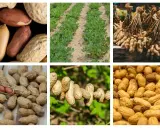 Des champs de cacahuètes, des arachides en gousses et décortiquées. Voici où pousse les cacahuètes, de la terre à l'assiette.