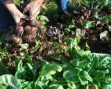 Des mains récoltent des betteraves rouges dans un potager. Le moment idéal pour savoir quand semer les betteraves rouges est maintenant, avant que le sol ne gèle.