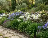 Un chemin de pierres mène à un mur de pierre fleuri de roses et d'agapanthes bleues et blanches. Le moment idéal quand diviser les agapanthes.