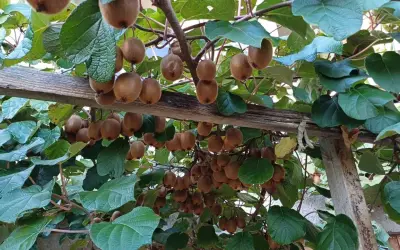 Des kiwis mûrs pendent en grappes sous une pergola en bois. La distance entre kiwi mâle et femelle est difficile à déterminer, mais la nature est généreuse.