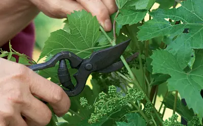 Main d'un jardinier utilisant des sécateurs pour tailler une jeune vigne de raisin de table, retirant des pousses superflues pour favoriser la croissance des futurs fruits.