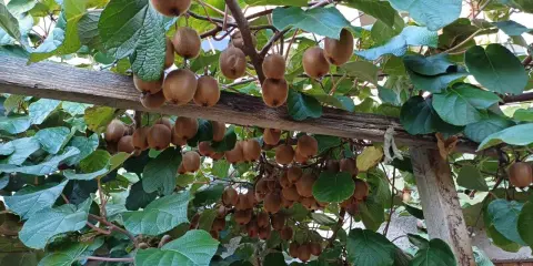 Des kiwis mûrs pendent en grappes sous une pergola en bois. La distance entre kiwi mâle et femelle est difficile à déterminer, mais la nature est généreuse.