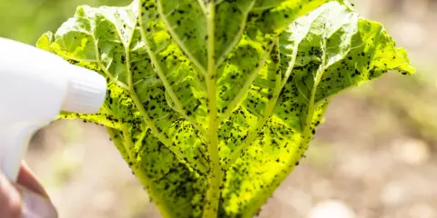 Pulvérisation de savon noir sur une feuille de rhubarbe infestée de pucerons noirs.