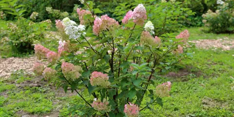 Un hydrangea paniculata aux grappes de fleurs blanches et roses, en pleine floraison. Sa taille est parfaite pour un jardin.