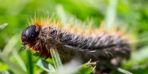 Chenille poilue sur l'herbe. Apprenez comment tuer les chenilles processionnaires pour protéger vos arbres.