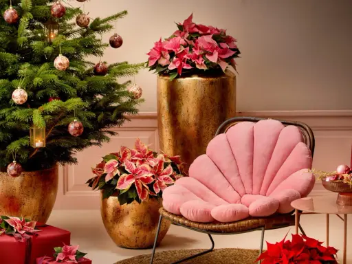 Un sapin décoré, des poinsettias roses et rouges, des cadeaux emballés, et un fauteuil rose créent une ambiance chaleureuse de rose de noël intérieur.