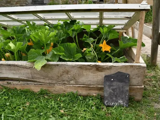 Une serre faite maison pour faire pousser des courgettes, avec un couvercle en verre et des murs en bois recyclé.