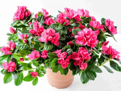 Un pot d'azalée de jardin débordant de fleurs roses vives et de feuilles vertes luxuriantes.