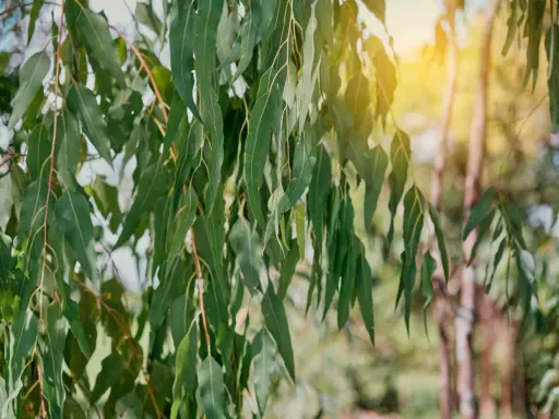 Feuilles d'eucalyptus tombantes, baignées de soleil. L'image évoque le plaisir de planter un eucalyptus dans un jardin paisible.